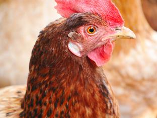 Mottiez fleurs et paysages -  Aliments